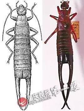 早间看点|神秘黑虫袭击重庆，感觉好害怕