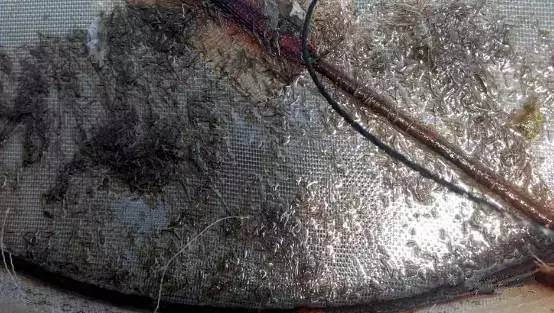 虾肠炎最佳治疗时间,虾肠炎是什么原因引起的