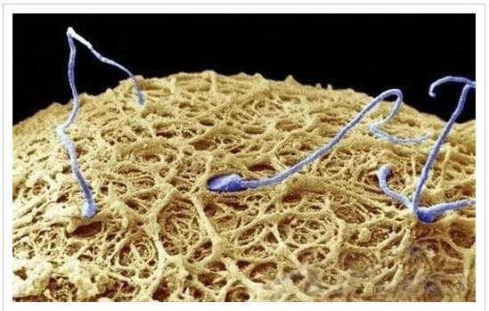 春播秋收,确定排卵期,把握播种时机