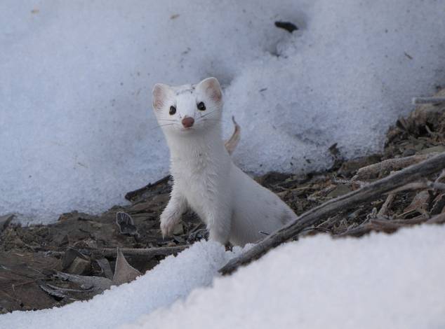 这个杀手有点萌攻略,这个杀手有点萌