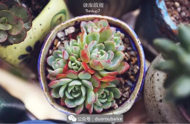 肉肉养在露台夏季要遮阳吗,露养夏天也不遮阳吗