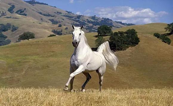 全球独一无二的车,全国独一无二的宝马轿车