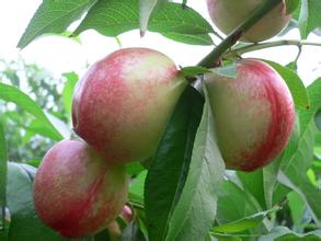 便秘痛经中药配方,经量多痛经有血块中药调理得多久