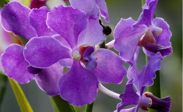 13种寓意最好的花,盆栽开紫色花的花卉有哪些