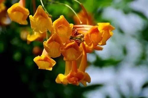 绿宝室内养殖叶子慢慢发黄,绿宝在北方的养殖方法