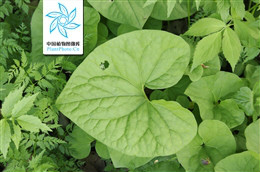 剂量越大毒性越低的药,药量太大能不能解毒