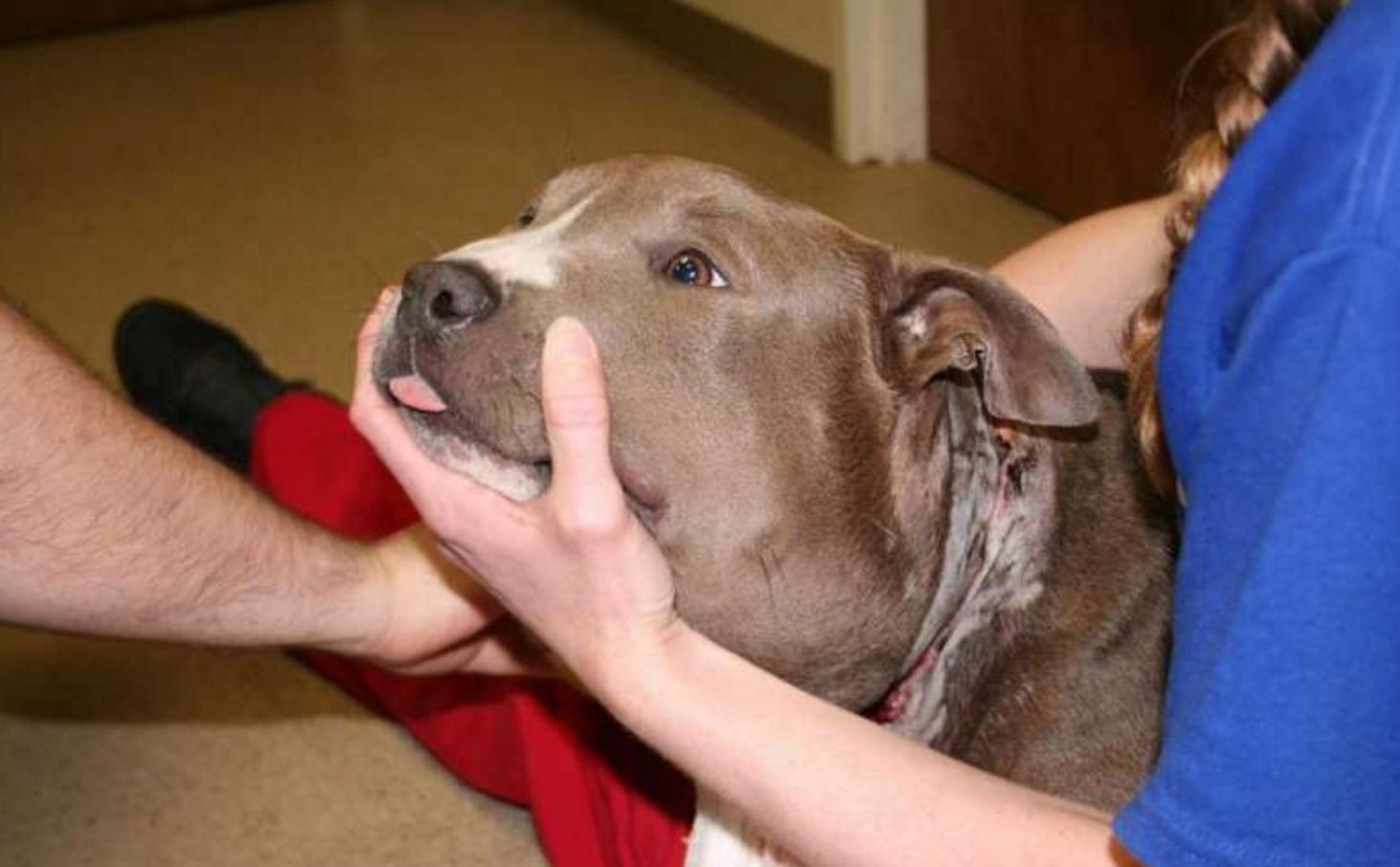 狗狗头被打肿了,狗狗鼻子被蜜蜂叮肿了视频