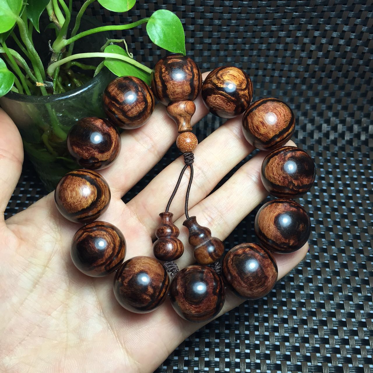 紫檀柳与海黄,紫檀柳对比海黄