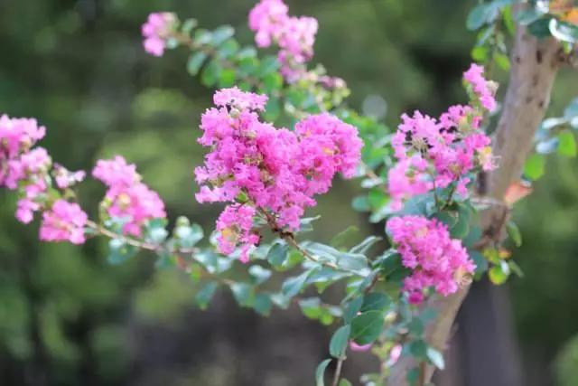 紫薇又叫痒痒树,千年红皮紫薇树