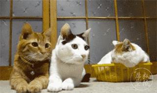 puma和adidas哪个比较受欢迎,阿迪达斯和puma是不是一个牌子