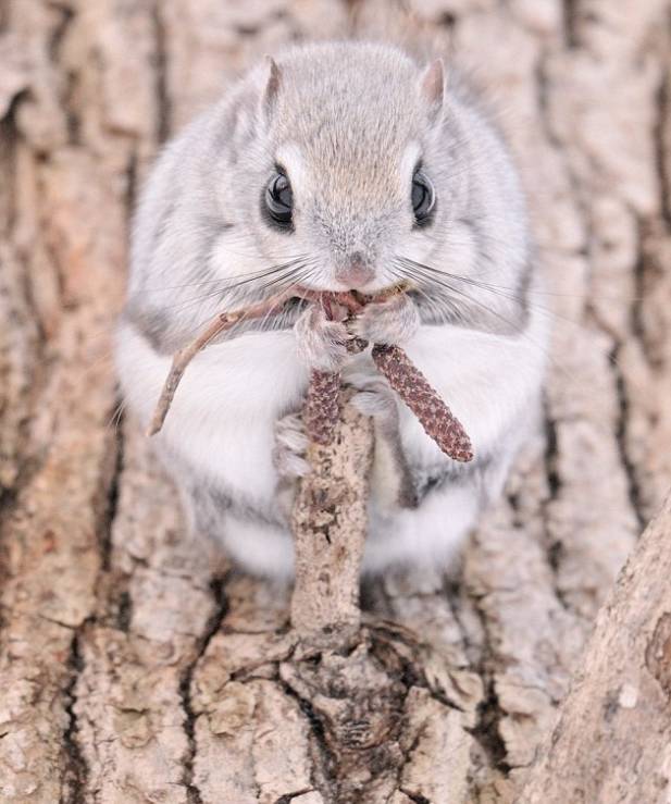 俄罗斯飞鼠大全,俄罗斯的小飞鼠