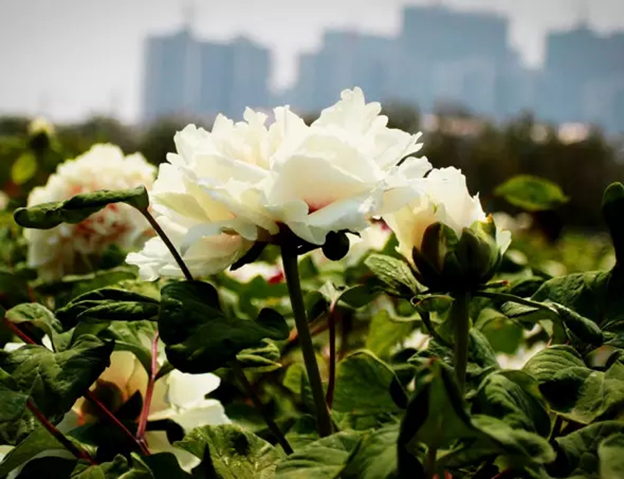 汉字的读音之美,汉字美的偏旁