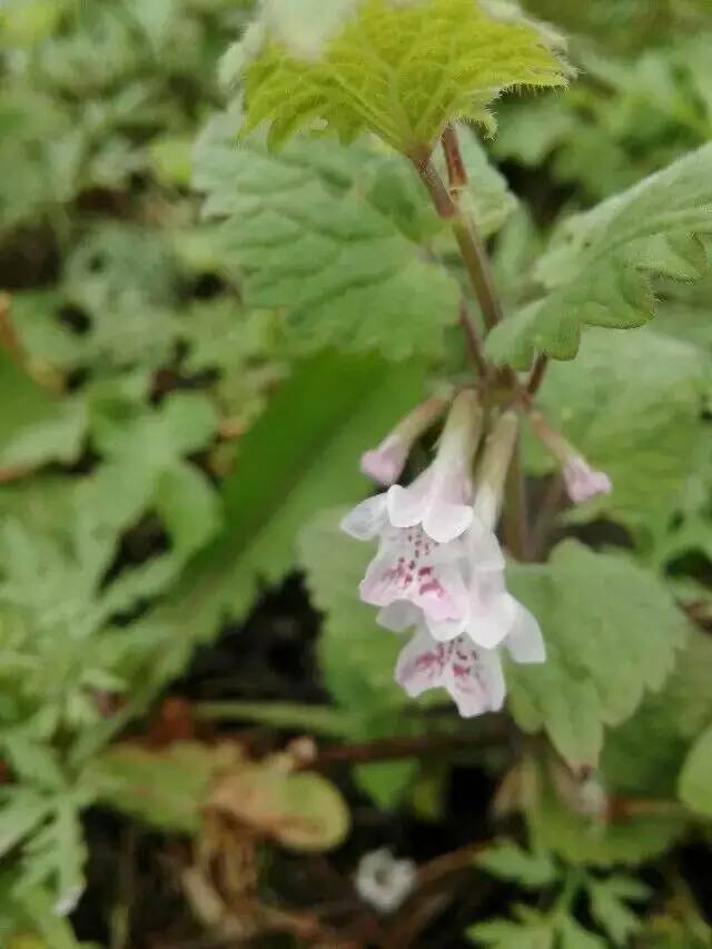 可以入药的紫色的花,看看有什么植物是做药材的