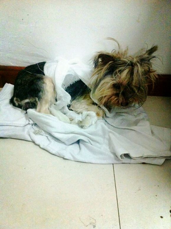 重庆捡到约克夏狗狗,捡破烂的爷爷捡到了一只约克夏