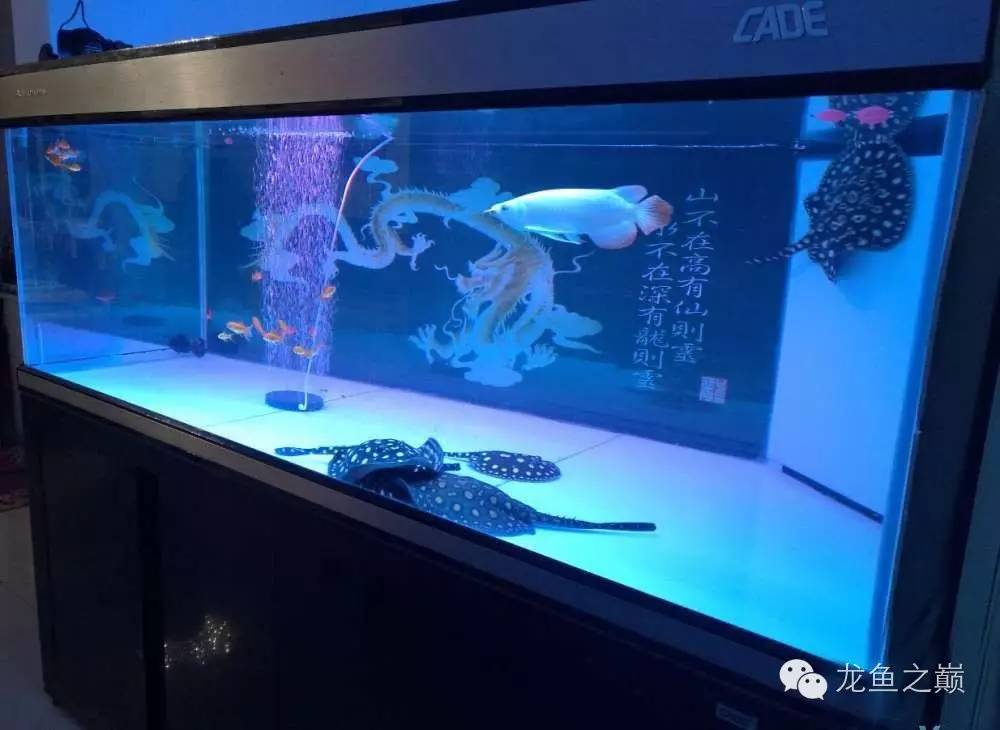 慢慢爱上养鱼,年纪到了爱上养鱼