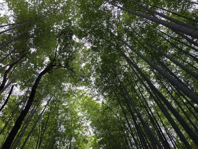 年假连端午，二次进日，关西8日游：京都、岚山（嵯峨野观光小火车、岚电）、奈良、环球影城