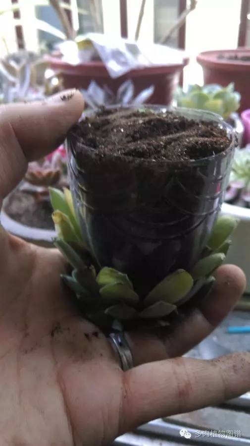 观音莲穿裙子是什么意思,观音莲穿裙子了怎么办