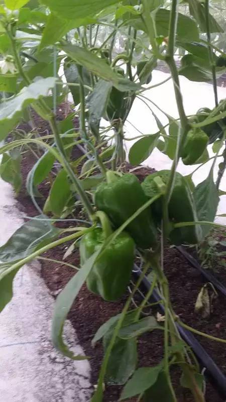 晚报亲子本周六再开蔬菜采摘喂小猪，小朋友抓紧报名啦