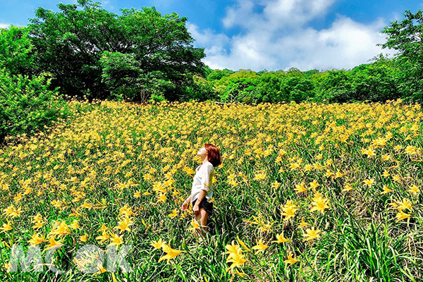 金黄花海盛开！全台六大金针花景点