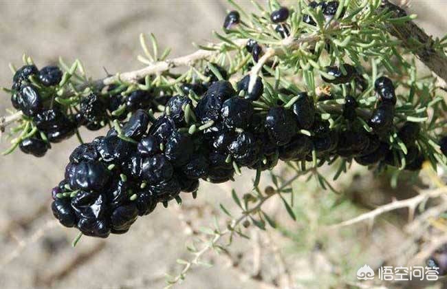黑枸杞是新鲜的好还是陈年的好,黑枸杞是不是野葡萄