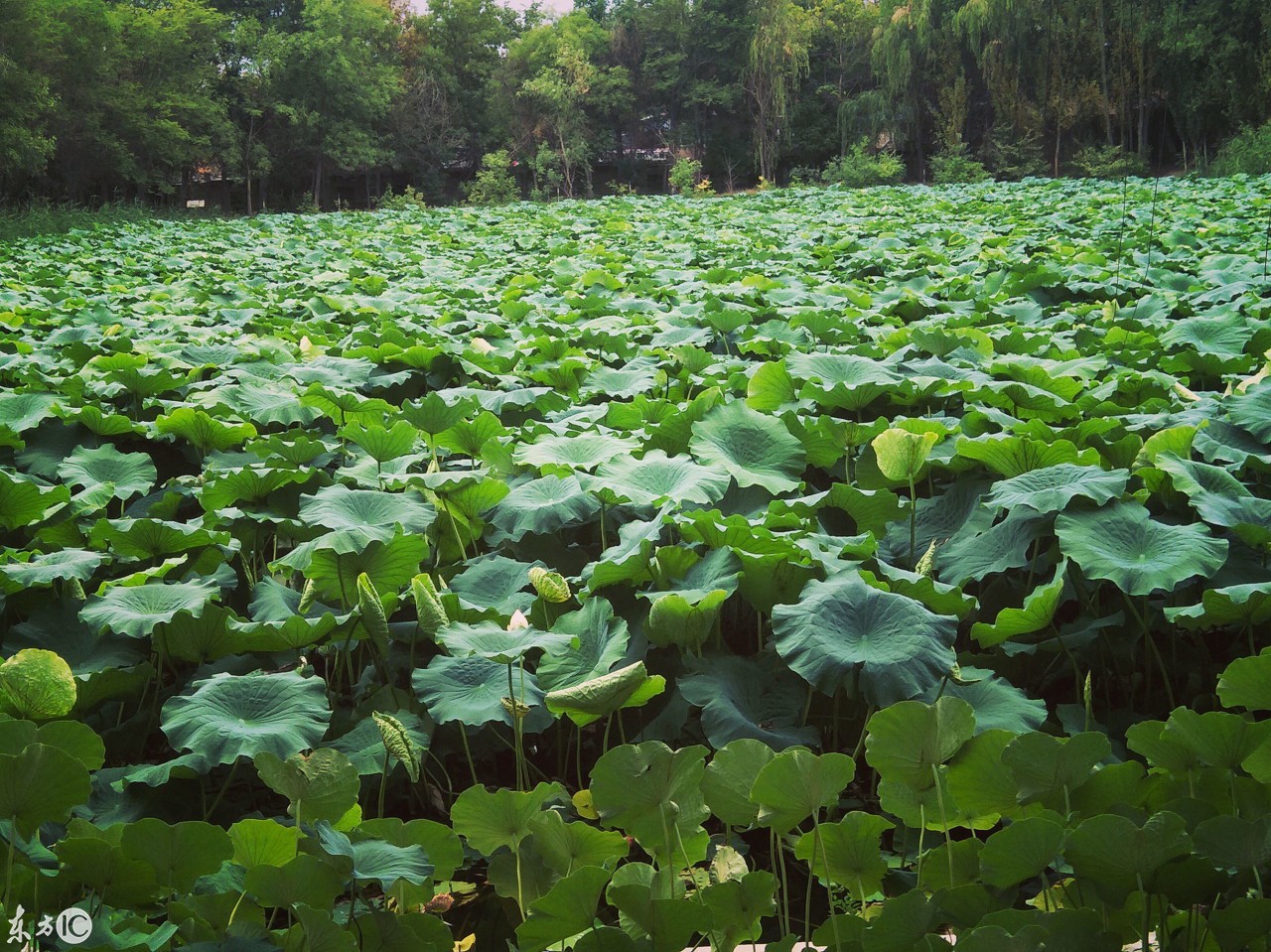 戈壁明珠石河子纪录短片视频,美丽中国戈壁明珠新疆石河子