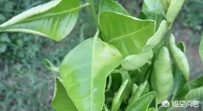 沃柑幼树施肥技巧,沃柑施底肥烧根了怎么办