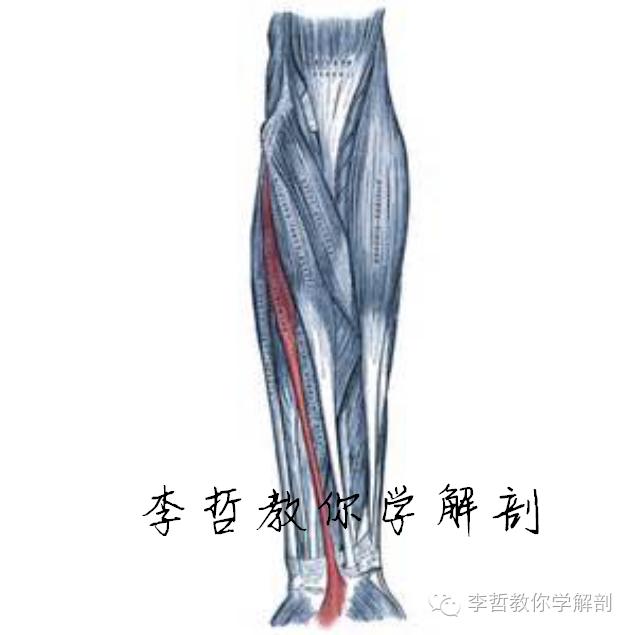 右正中神经在哪里,正中神经手部分支