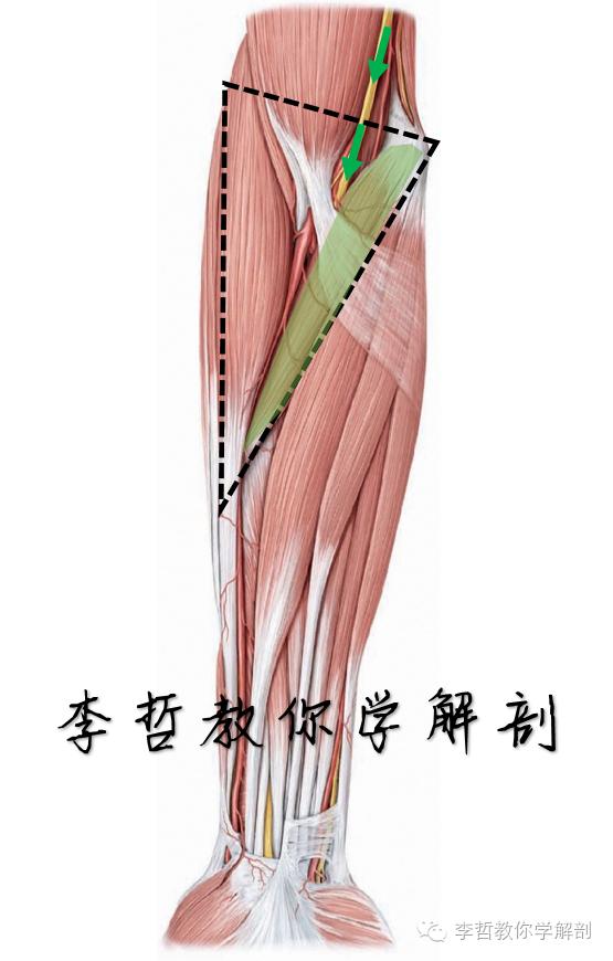 右正中神经在哪里,正中神经手部分支