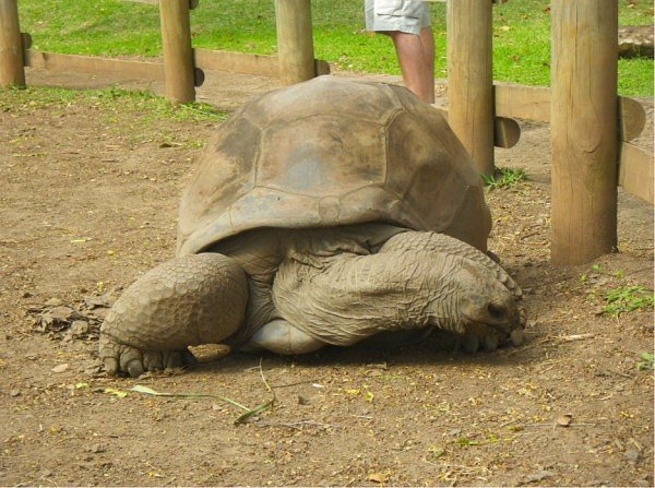 毛里求斯梦幻海岛行,毛里求斯海陆空旅游攻略