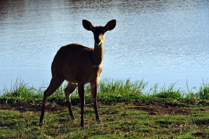 肯尼亚5天难忘的野生动物园,肯尼亚野生动物之旅