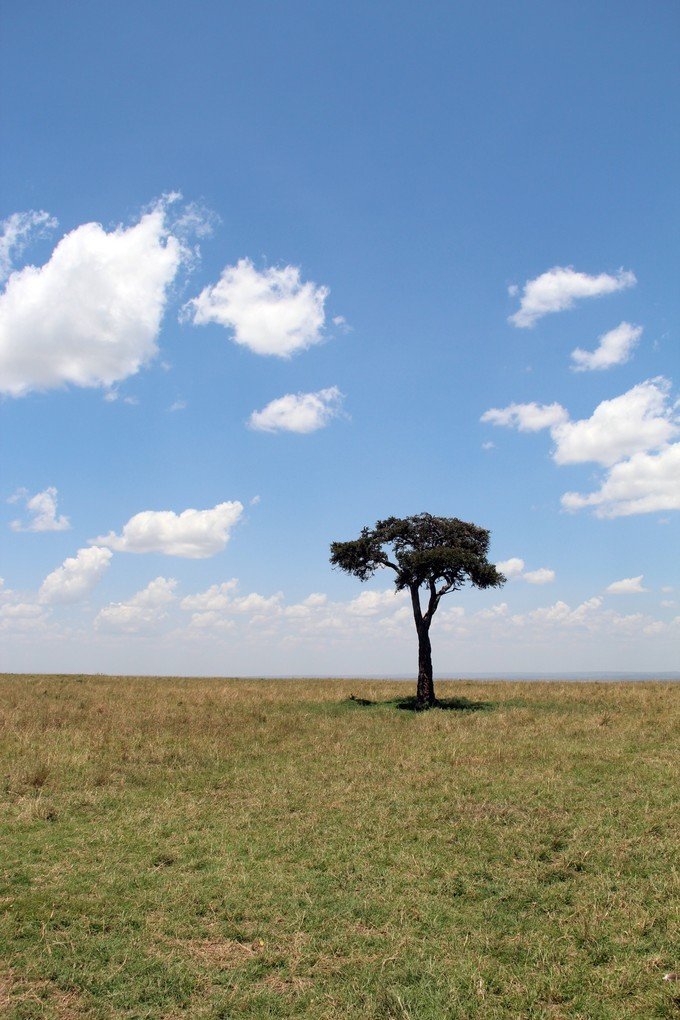 12天肯尼亚动物大迁徙自驾之旅,肯尼亚动物旅行