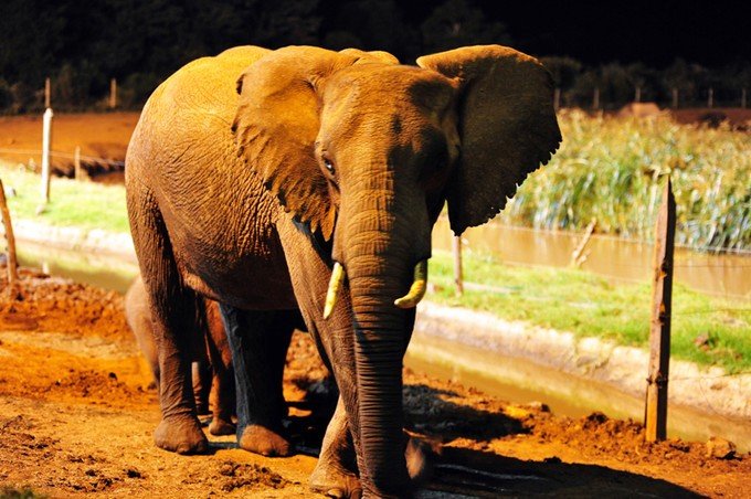 12天肯尼亚动物大迁徙自驾之旅,肯尼亚动物旅行