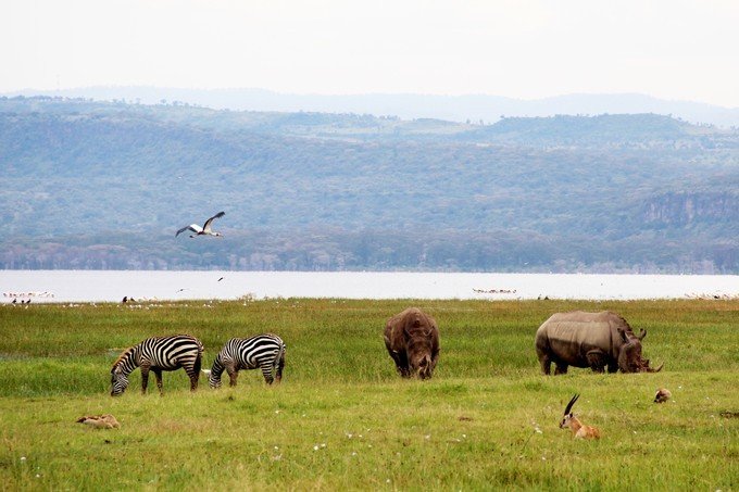 肯尼亚5天难忘的野生动物园,肯尼亚野生动物之旅