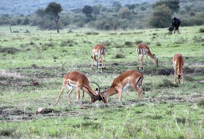 12天肯尼亚动物大迁徙自驾之旅,肯尼亚动物旅行