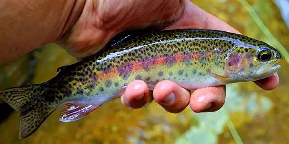 淡水三文鱼和虹鳟鱼的区别,三文鱼和淡水虹鳟的区别