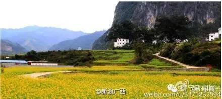 南宁漫山遍野的格桑花盛开,南宁最美小众花海