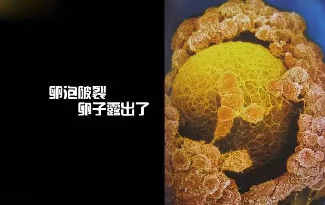 造人计划之前需要做的事,造人计划必须做的事