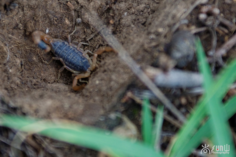 国家保护动物昆虫有哪些,十大保护动物昆虫
