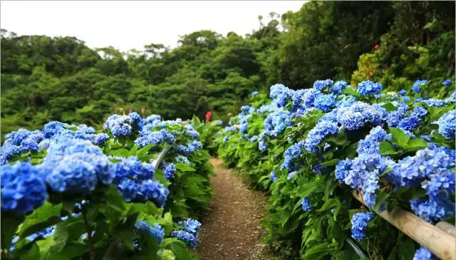 现在的日本是什么样的,现在的日本广岛什么样子