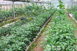 南药种植项目是骗人的吗,千万别上当了45个骗人的农业项目