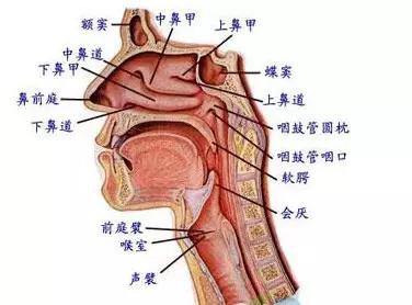 感冒和鼻炎的区别怎么治疗,宝宝感冒鼻炎的症状及表现