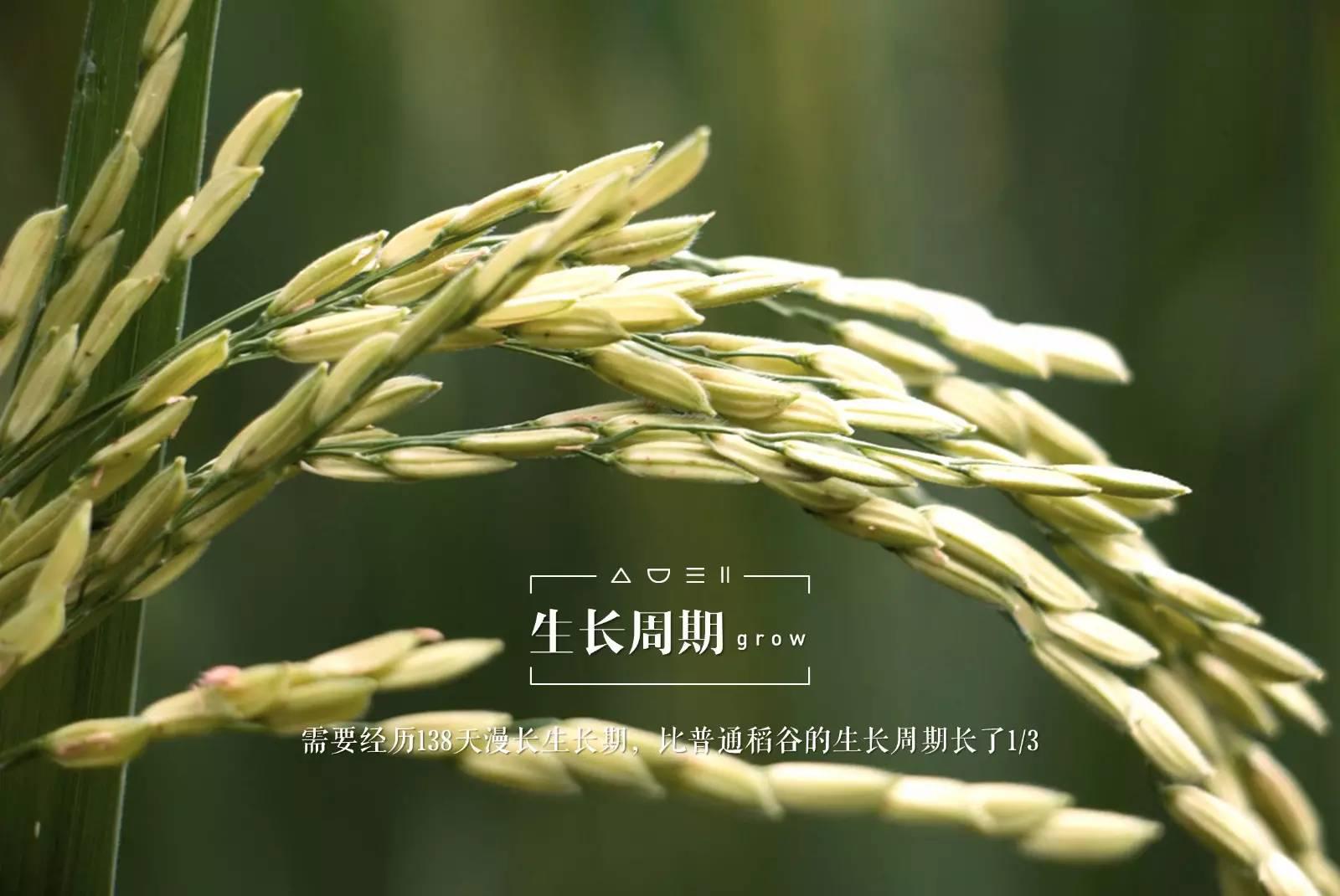 脚气病患者的福音,脚气病日本人