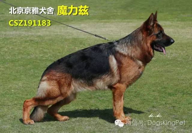 干将犬舍：魔力兹后代and皮诺后代