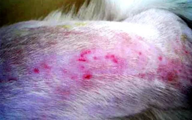 狗狗夏日皮肤护理：和皮屑、瘙痒、红疹说拜拜！狗大夫微课堂回顾