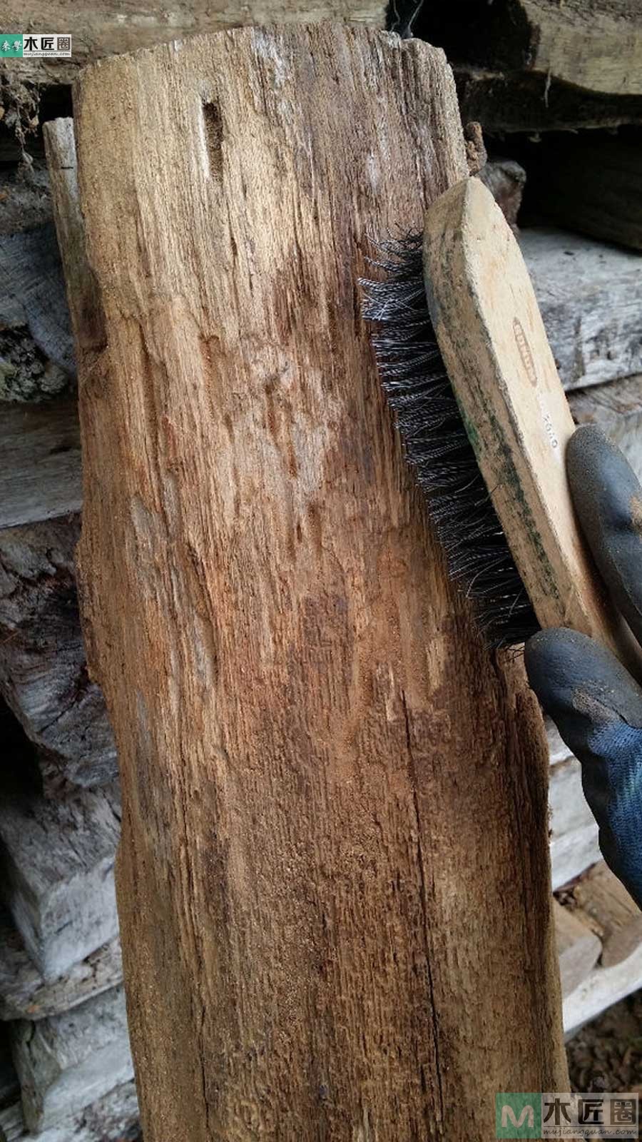 圆树桩小夜灯,树桩小夜灯