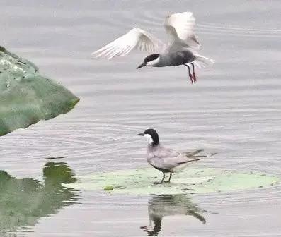 中国古典诗歌中的植物意象,飞鸟意象的诗歌