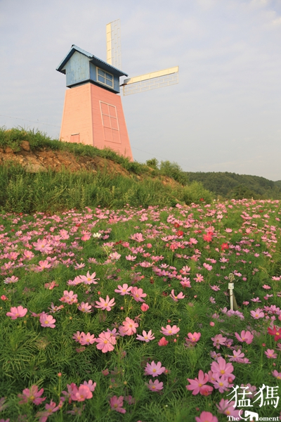 美爆了！国贫村成花海：鲁山34户贫困户，都成了景区大股东