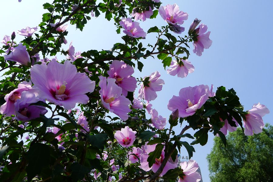 朝开暮落，转“蕣”即逝，植物里的人生况味