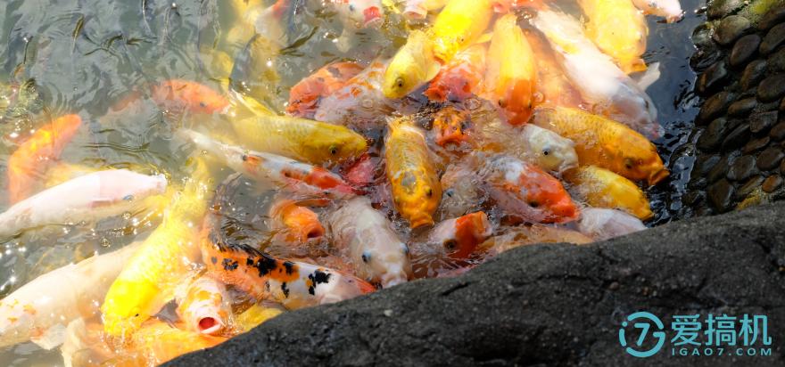 vivo手机新品比拼,vivo手机xplay5s音质怎么样