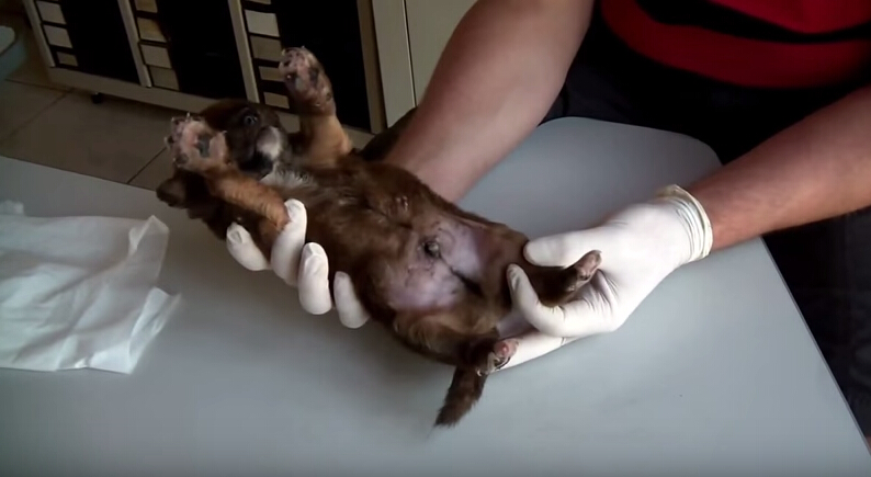 狗狗全身爬蛆还能活吗,狗狗刚出生被轧死